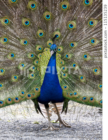 Close up peacock bird Close up peacock bird 115135239