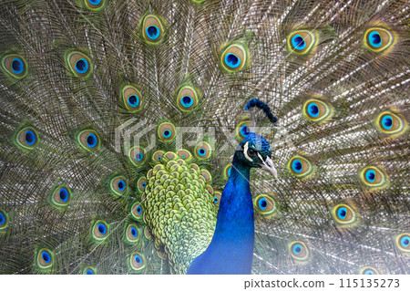 Close up peacock bird 115135273