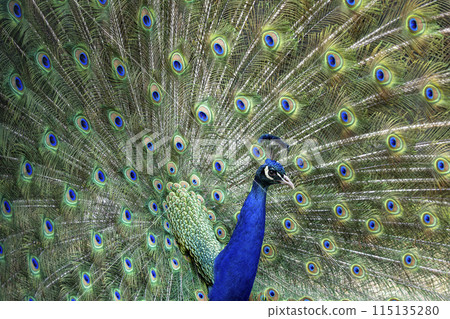 Close up peacock bird 115135280