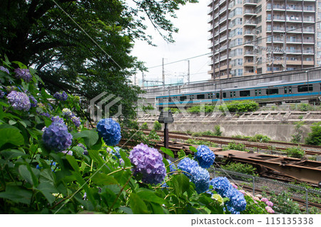 Asukayama Park 115135338