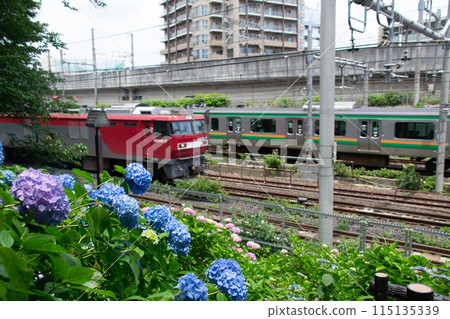 Asukayama Park 115135339