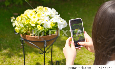 Back view of a young woman taking a photo of a flower with a smartphone 115135468