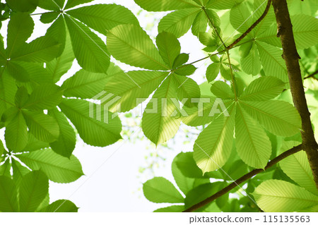 Fresh green leaves like Tengu's fan Fresh green leaves like Tengu's fan 115135563