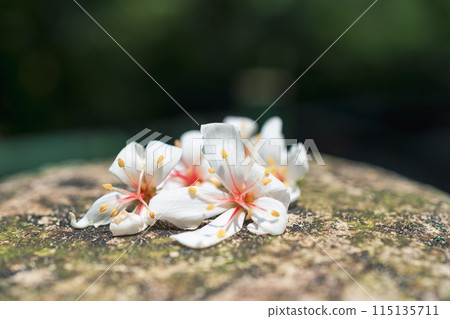 油桐花 115135711