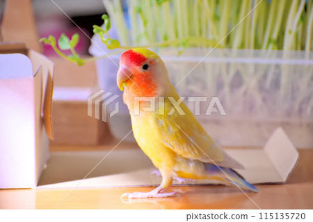 Pet lovebird eating pea sprouts Pet lovebird eating pea sprouts 115135720