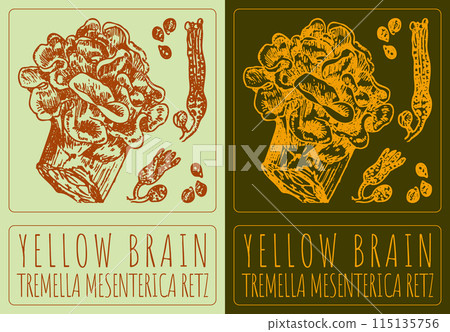 Vector drawing YELLOW BRAIN. Hand drawn illustration. The Latin name is TREMELLA MESENTERICA RETZ 115135756