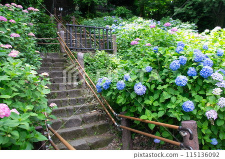 Asukayama Park 115136092