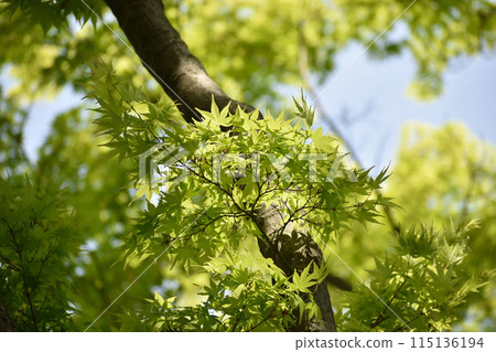 Fresh fresh green maple 115136194