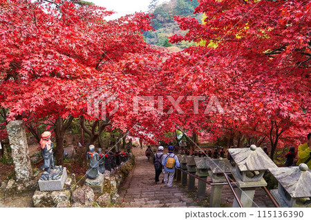 神奈川縣伊勢原市大山寺的秋葉 神奈川縣伊勢原市大山寺的秋葉 115136390
