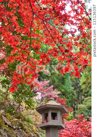 Autumn leaves at Daisenji Temple, Isehara City, Kanagawa Prefecture Autumn leaves at Daisenji Temple, Isehara City, Kanagawa Prefecture 115136397