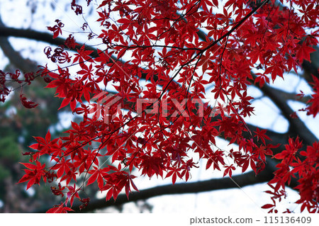 神奈川縣伊勢原市大山的紅葉 115136409