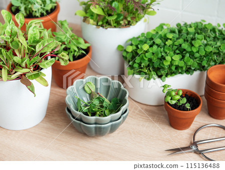 Indoor Herb Garden Kit With Fresh Green Plants Indoor Herb Garden Kit With Fresh Green Plants 115136488