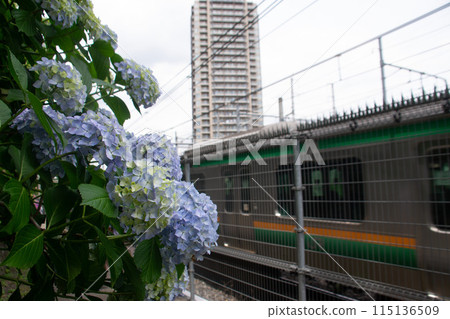 Asukayama公園 115136509