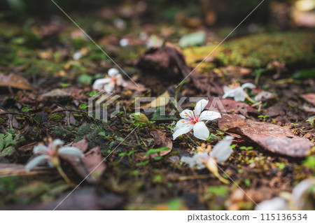 油桐花 115136534