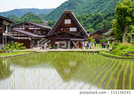 世界遺產白川鄉合掌造村插秧季節 115136545