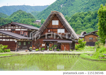 世界遺產白川鄉合掌造村插秧季節 115136546