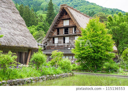 World Heritage Site Shirakawa-go Gassho-style Village Rice Planting Season 115136553