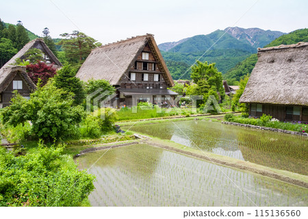 World Heritage Site Shirakawa-go Gassho-style Village Rice Planting Season World Heritage Site Shirakawa-go Gassho-style Village Rice Planting Season 115136560