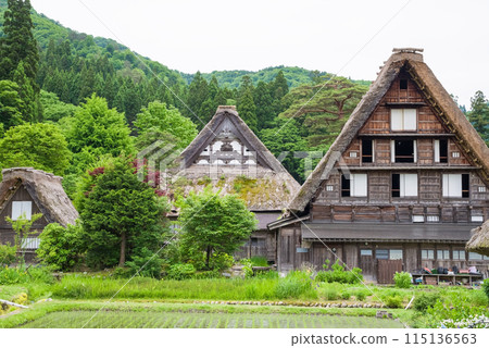 世界遺產白川鄉合掌造村插秧季節 115136563