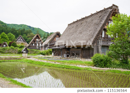 World Heritage Site Shirakawa-go Gassho-style Village Rice Planting Season 115136564