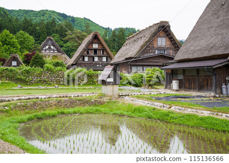 世界遺產白川鄉合掌造村插秧季節 115136566