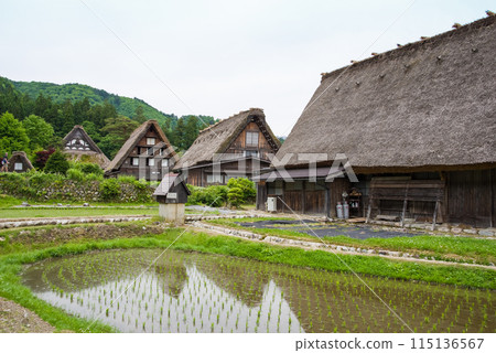 世界遺產白川鄉合掌造村插秧季節 世界遺產白川鄉合掌造村插秧季節 115136567