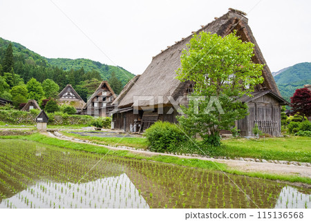 World Heritage Site Shirakawa-go Gassho-style Village Rice Planting Season 115136568