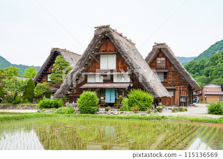 世界遺產白川鄉合掌造村插秧季節 115136569