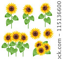 Sunflower illustration set 115136600