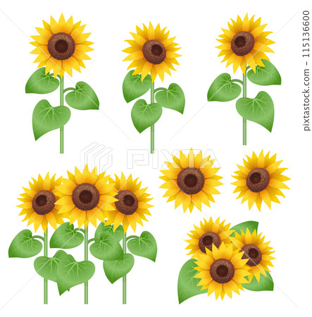 向日葵的插圖集 115136600