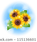 Sunflower illustration 115136601