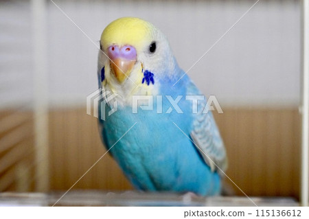 A young pet budgerigar 115136612