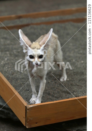 耳廓狗伸出舌頭看著鏡頭 115136629