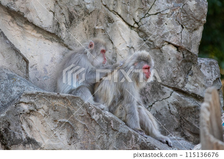 Japanese macaques 115136676