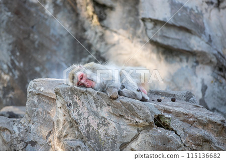 日本獼猴 日本獼猴 115136682