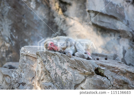 Japanese macaques Japanese macaques 115136683