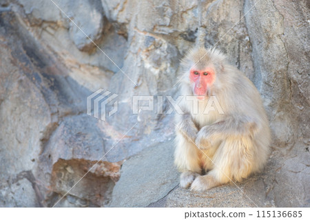 Japanese macaques Japanese macaques 115136685