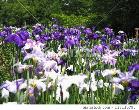Aichi Healthy Forest Iris 1 115136793