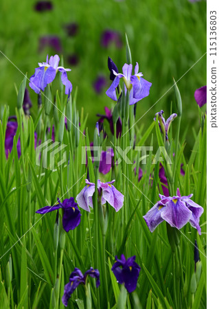 Early summer irises Early summer irises 115136803