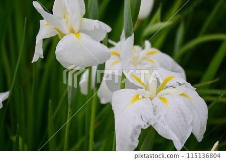 White irises White irises 115136804