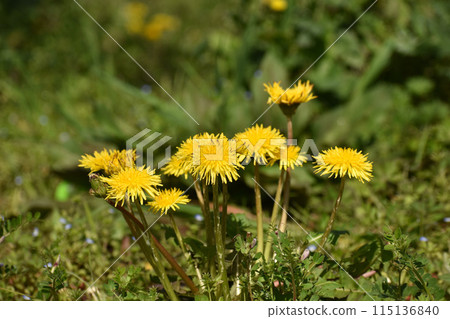 Yellow dandelions blooming in the spring field Yellow dandelions blooming in the spring field 115136840
