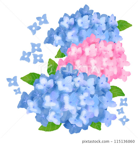 淡藍色和粉紅色的繡球花 淡藍色和粉紅色的繡球花 115136860