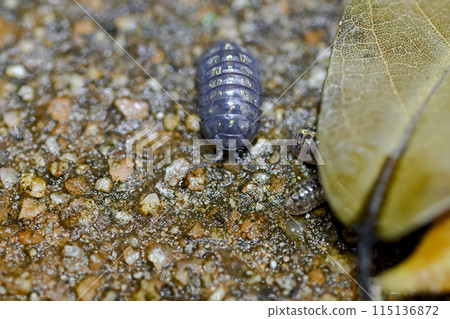 Dango rubber 115136872