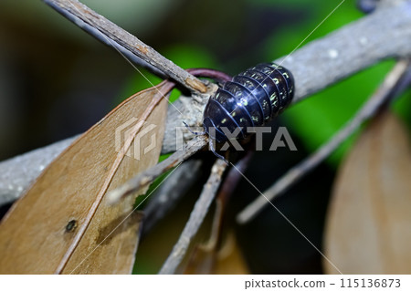 Dango rubber 115136873