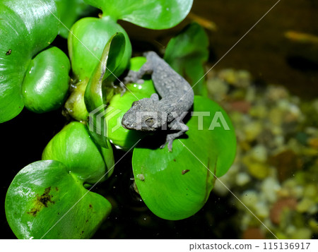 壁虎 壁虎 115136917