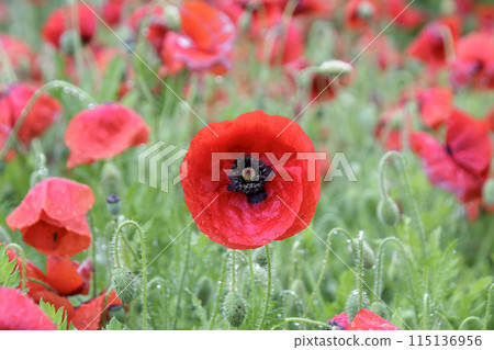 Red Chalet Poppy after the rain 115136956