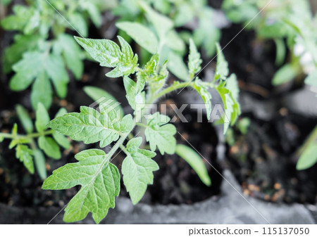Young tomato seedling plants Young tomato seedling plants 115137050