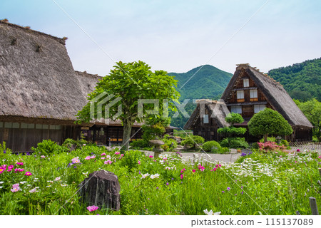 世界遺產白川鄉合掌造村花季 世界遺產白川鄉合掌造村花季 115137089
