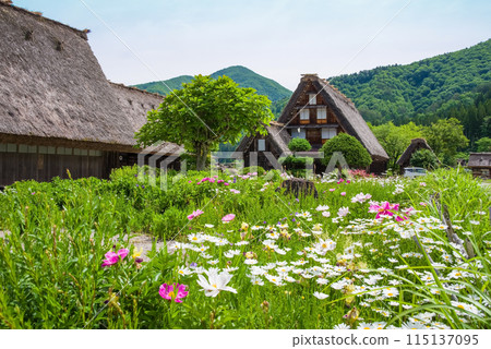世界遺產白川鄉合掌造村花季 115137095