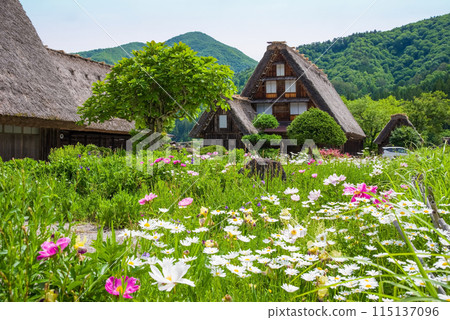 World Heritage Site Shirakawa-go Gassho-style Village Flower Season 115137096